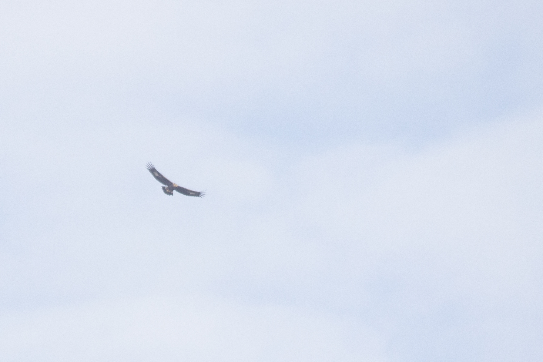 Golden Eagle